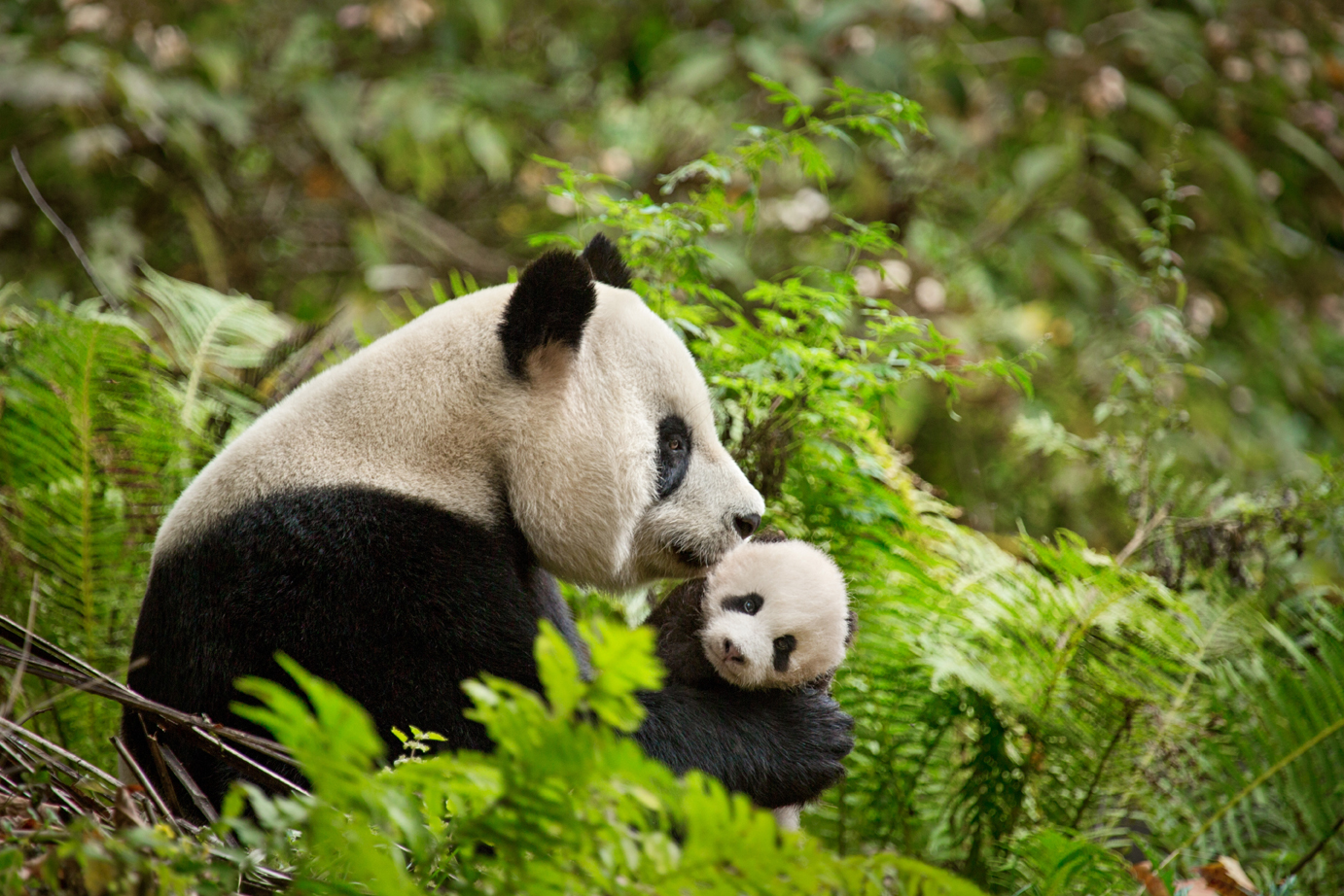 Born in China Panda and cub