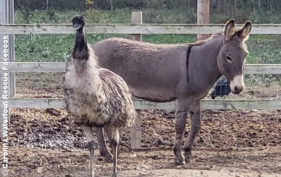 Diane (left) the emu and Jack (right) the donkey 